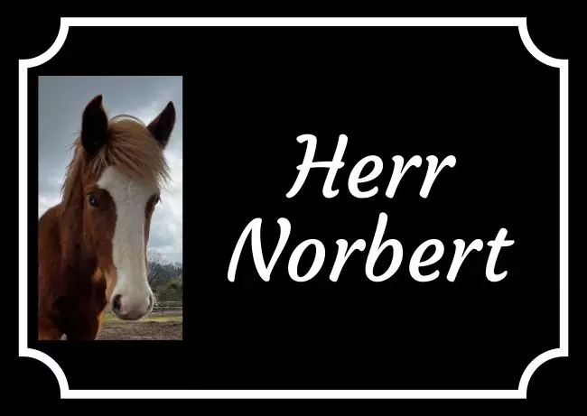  Pferde Herr Norbert Bild