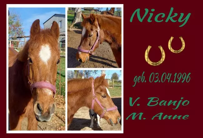  Pferde Nicky Bild
