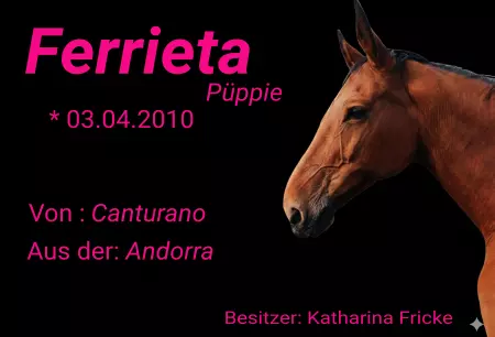 Pferde Ferrieta Bild