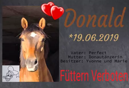 Pferde Füttern verboten Bild