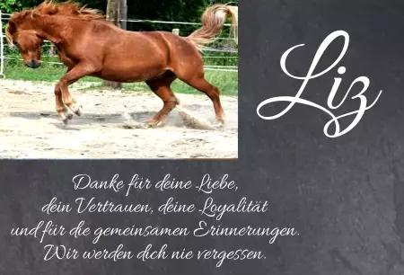 Pferde Liz Bild