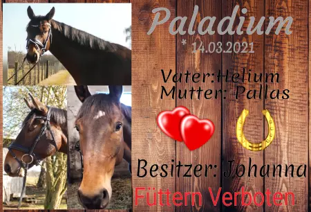  Pferde Paladium Bild